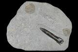 Belemnite (Acrocoelites) & Ammonite (Dactylioceras) - Germany #180451-2